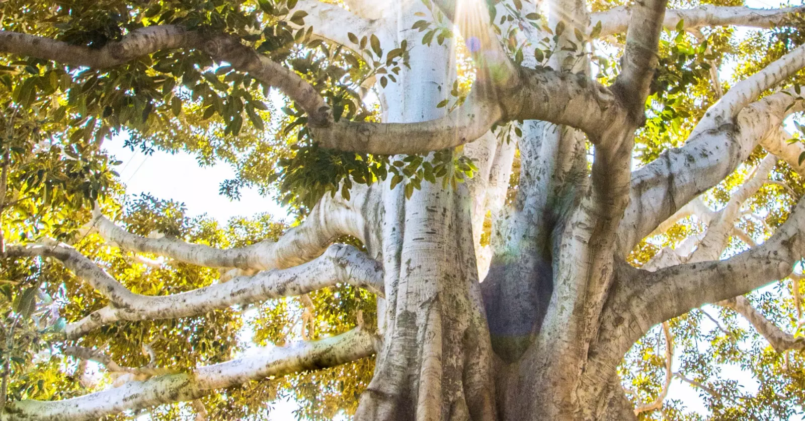 Cursus de formations avancées