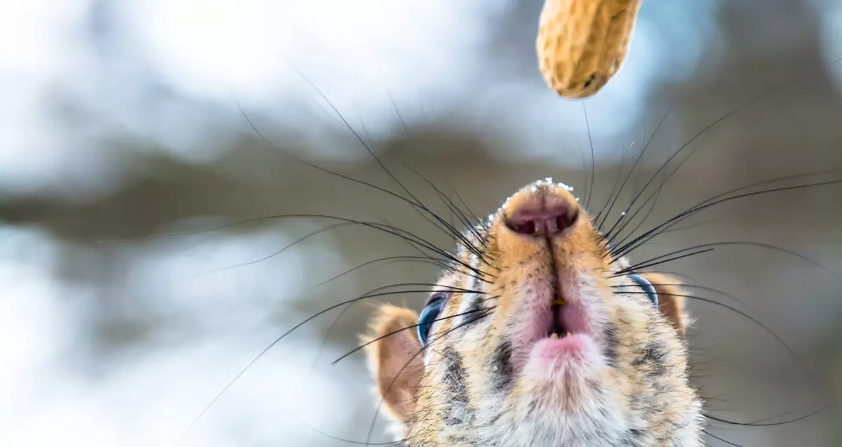 Gestion de l'alimentation