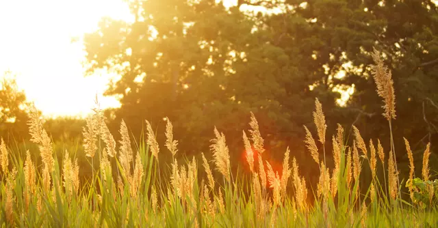 Formation continue - Immersion, intuition et métaphores
